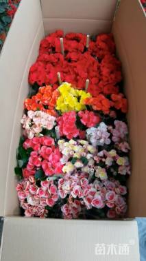 高度50厘米丽格海棠