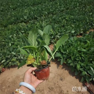 高度30厘米毛地黄