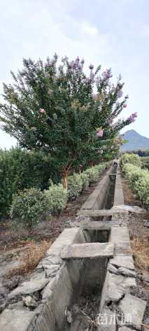 高度500厘米速生紫薇