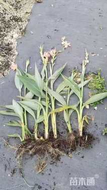 高度40厘米水生美人蕉