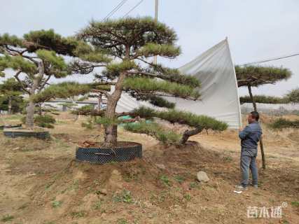 12公分造型黑松