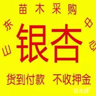 15公分北美枫香