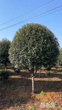 12公分红叶石楠