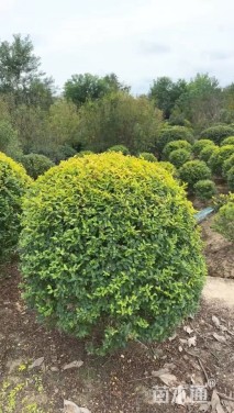 冠幅120厘米金禾女贞球