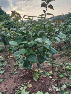 高度100厘米红花三角梅