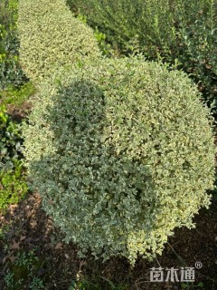 高度110厘米金姬小蜡