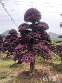 15公分造型红花继木桩