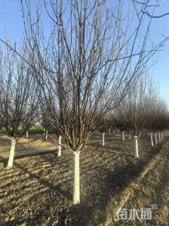 10公分梨花海棠