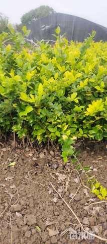 高度40厘米金森女贞小苗