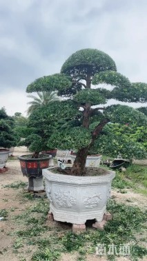 20公分罗汉松