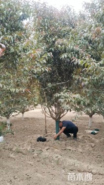 12公分红叶碧桃