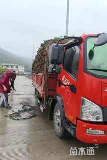 高度30厘米毛鹃小苗