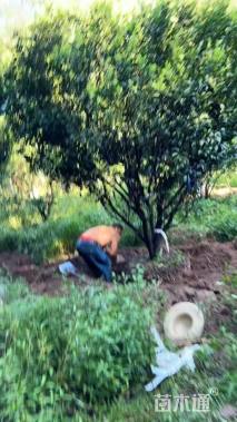 冠幅350厘米南丰王