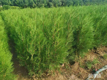 高度60厘米甘松