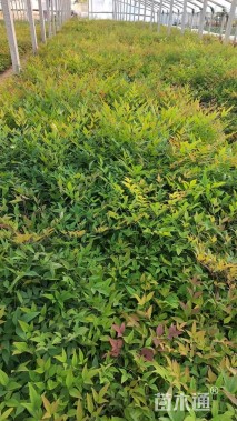 高度40厘米南天竹