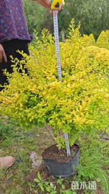 高度60厘米亮金女贞(亮晶女贞)