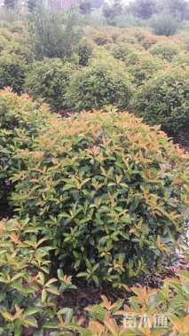 冠幅120厘米红叶石楠球