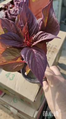 高度15厘米鸡冠花