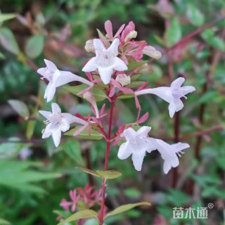 高度40厘米大花六道木