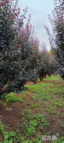 高度350厘米丛生紫叶李