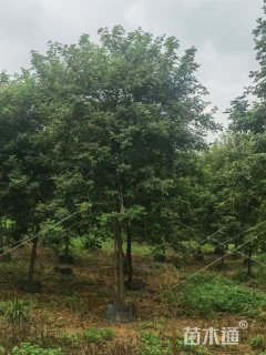 10公分黄花风铃木