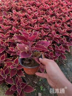 高度10厘米彩叶草