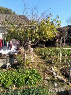 高度300厘米蜡梅