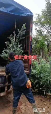 高度120厘米银叶金合欢