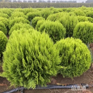 冠幅40厘米洒金柏球