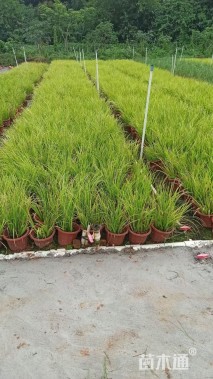 高度25厘米金叶石菖蒲