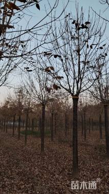 11公分金叶白蜡