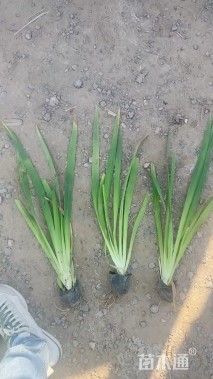 高度30厘米德国鸢尾