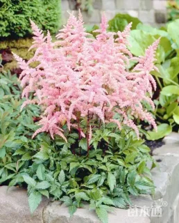 高度30厘米落新妇