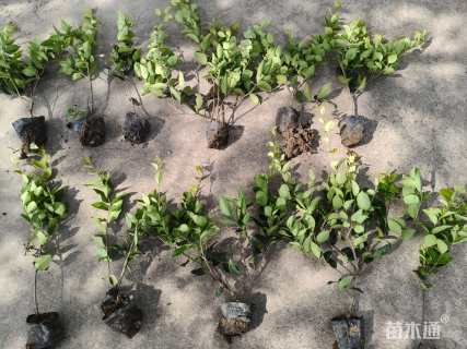 高度40厘米金森女贞