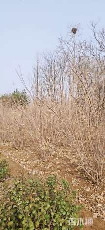高度150厘米丛生蜡梅