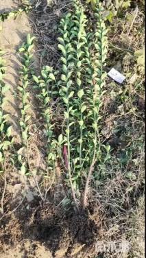 高度50厘米大叶黄杨