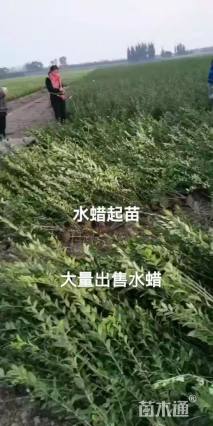 高度60厘米水蜡