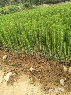 高度15厘米黑松小苗