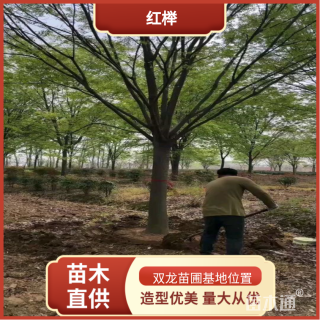 20公分红榉