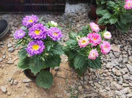 高度20厘米翠菊