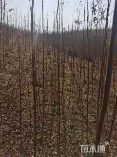 高度200厘米栾树小苗