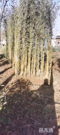 地栽苗金镶玉竹