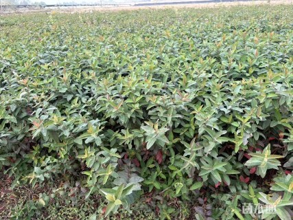 高度35厘米金丝桃小苗