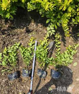 高度50厘米金森女贞