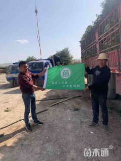 高度200厘米云杉