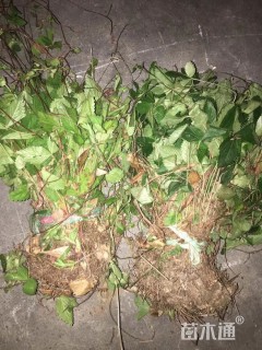 高度40厘米蛇含委陵菜