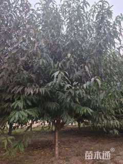 11公分北美枫香