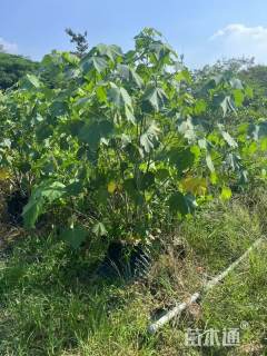 高度100厘米木芙蓉