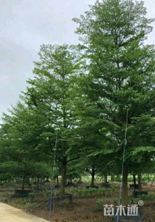 12公分小叶榄仁