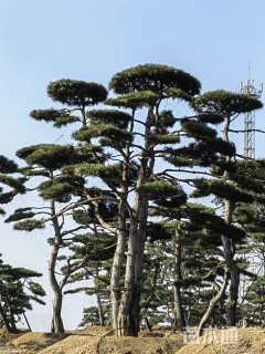 20公分造型黑松